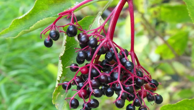 What Is Sambucus Nigra?